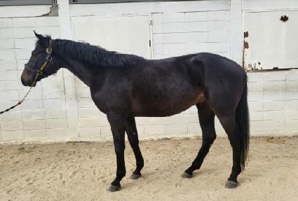 ���̿��̽�Ÿ ����