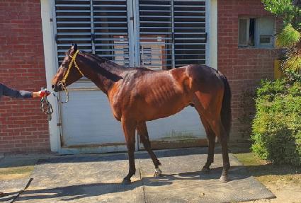 ����� ����