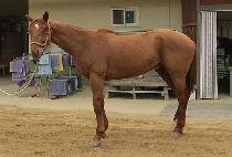 ��Ÿ���� (STAR K) ����