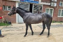 ��ǳ������ (TAEPUNGUI CHUKJE) ����