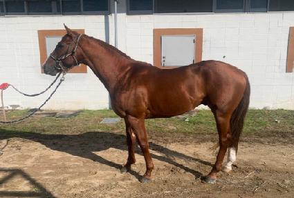 ���������� ����