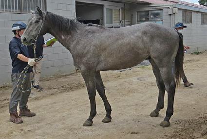 �ٻ����� ����