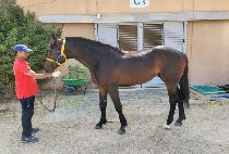 ȭ�� (HWACHA) ����