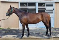 �ϸ� (HAMA) ����