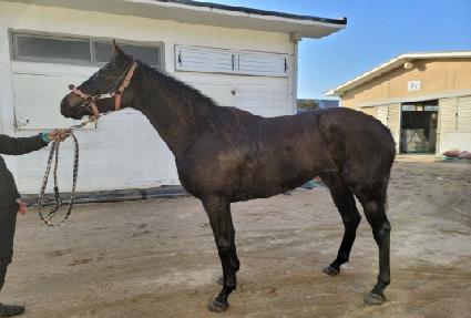 ����ο�Ĺ ����