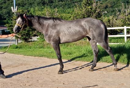 ���긮ŷ���� ����