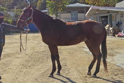 ��߸�ī ����