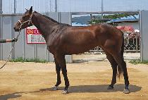 ť�ǵ�è�� (CUPID CHAMP) ����