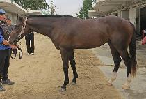 Ȧ����Ÿ (HOLY STAR) ����