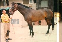 �ú� (NEUL BOM) ����