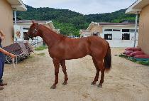 �ƺ����� (ABERLOUR) ����