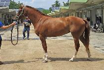 �׽��޸� (TES MARY) ����