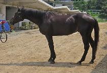 �Ŵ�ŷ (MANY KING) ����