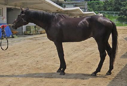 �Ŵ�ŷ ����