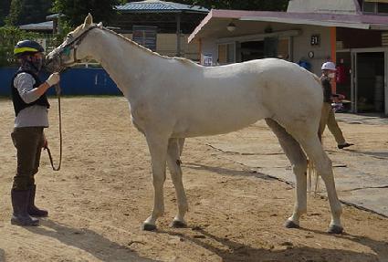 ���ʹ׷��̵� ����