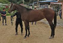 GLORY AND HONOR picture