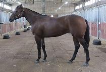 �ٽ��¾�� (DASI TAEEONADO) ����