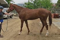 ���̽��� (ACE QUEEN) ����