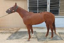 ���弱 (WITH SUN) ����