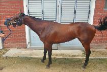 ��´��Ҹ� (RAON THE HARLEY) ����