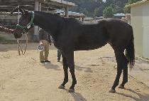 LADY TAEPUNG picture