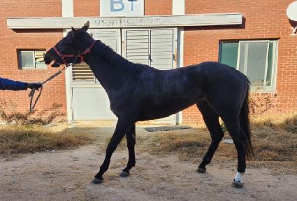 �۴絵�� ����