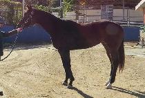 ��ũ��ε� (PINK MELODY) ����