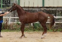 GOLDEN SNIPER picture