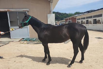 �����̸Ӵ� ����