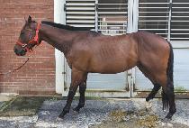 Ÿ�̰ŷ� (TIGER RUN) ����