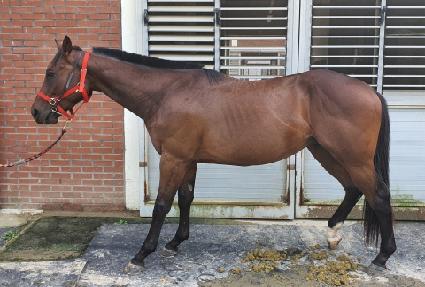 Ÿ�̰ŷ� ����