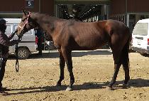 �ض����� (HAERANG GOLDBAR) ����