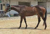 YONGBI SESANG picture