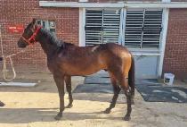 ����÷ο� (MORNING FLOW) ����