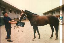 õ�� (CHEUN JI) ����