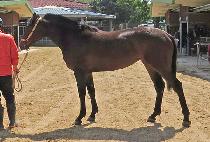 ������� (JANGBI MUJIGAE) ����