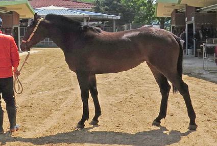 ������� ����