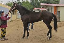 ��Ʈ��ġ (LAST PITCH) ����