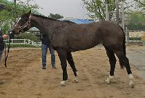 �μ�Ŭ���� (DUSON CLASSIC) ����