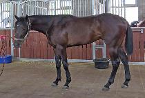 HANGANG TSAR picture