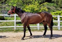 ä������ (CHAS PALPAL) ����