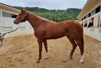 �ݾ�������Ʈ (GEUMA HUGE HIT) ����