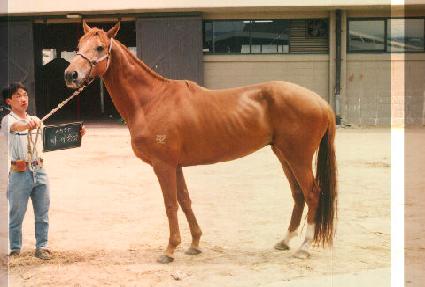 ���̵�ǳ ����