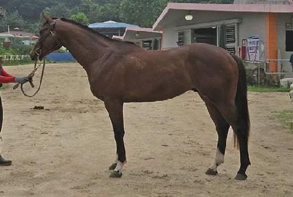 ��ڻ轺 ����