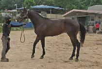 ����ֽ�Ÿ (BLOOMING STAR) ����