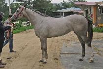 �����¾� (SEONGSIL TAEYANG) ����