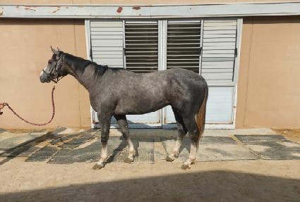 ��������� ����