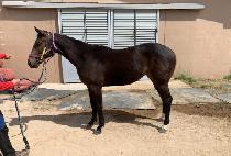 ����÷��� (GOLDEN PLUS) ����