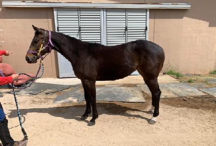 ����÷��� ����