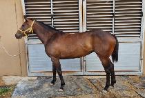 �׸������� (GREEN LEGEND) ����